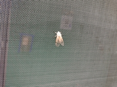 Hypercompe caudata