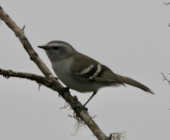 Mecocerculus stictopterus