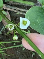 Echinodorus cordifolius