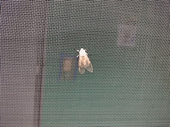Hypercompe caudata