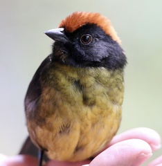 Atlapetes melanolaemus