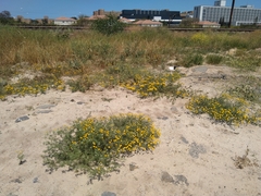 Oncosiphon suffruticosus