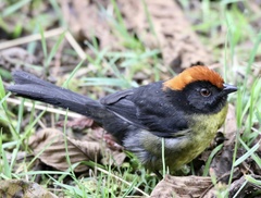 Atlapetes melanolaemus