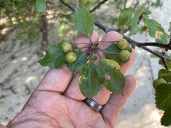 Bursera epinnata