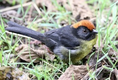 Atlapetes melanolaemus