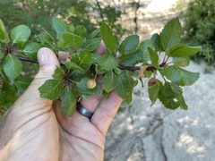 Bursera epinnata