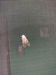 Hypercompe caudata