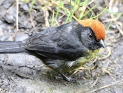 Atlapetes melanolaemus