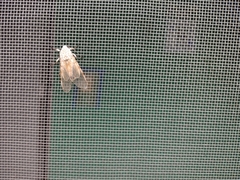 Hypercompe caudata
