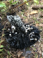 Asterophora parasitica