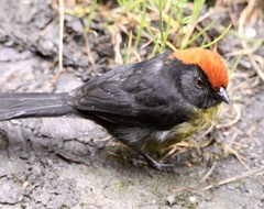 Atlapetes melanolaemus