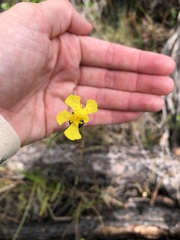 Xyris elliottii
