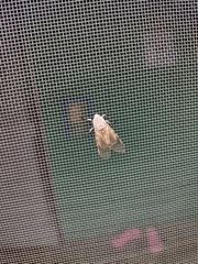 Hypercompe caudata