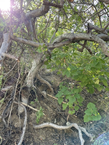 Southern Elephant Tree