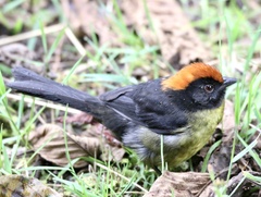 Atlapetes melanolaemus