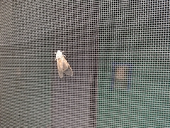 Hypercompe caudata