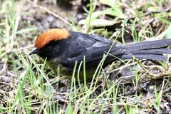 Atlapetes melanolaemus