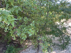 Bursera epinnata