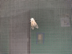 Hypercompe caudata