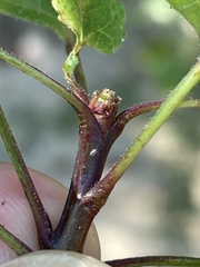 Bursera epinnata