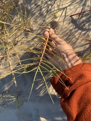 Sporobolus virginicus