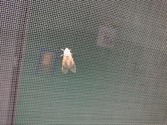 Hypercompe caudata