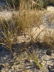 Sporobolus virginicus