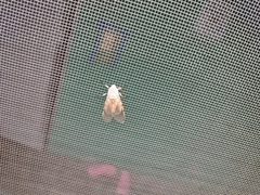 Hypercompe caudata