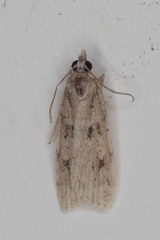 Scoparia basalis
