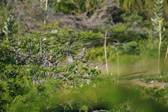 Patagioenas corensis