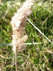 Calamagrostis epigejos