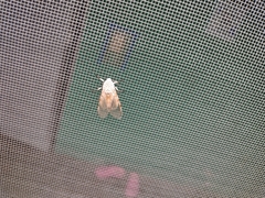 Hypercompe caudata