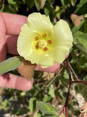Gossypium davidsonii