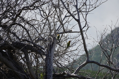 Eupsittula pertinax pertinax