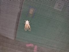 Hypercompe caudata