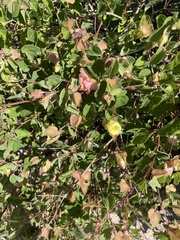 Gossypium davidsonii