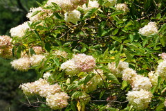 Hydrangea paniculata