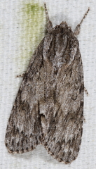 Acronicta longa