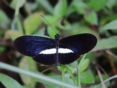 Heliconius