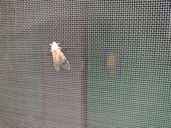 Hypercompe caudata