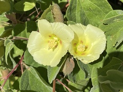 Gossypium davidsonii