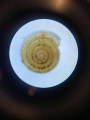 Helicodiscus parallelus