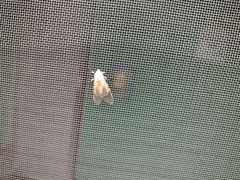 Hypercompe caudata