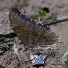 Morpho
