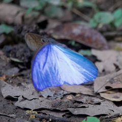 Morpho