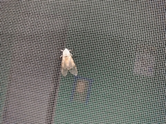 Hypercompe caudata