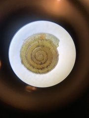 Helicodiscus parallelus