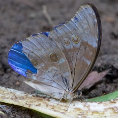 Morpho