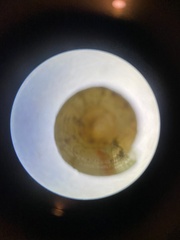 Helicodiscus parallelus