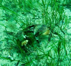 Nectocarcinus integrifrons